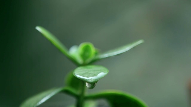 植物视频素材