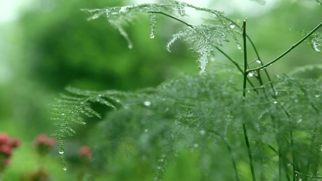 植物视频素材