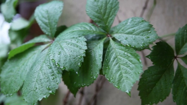 植物视频素材