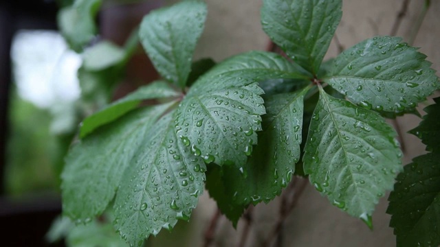 植物视频素材