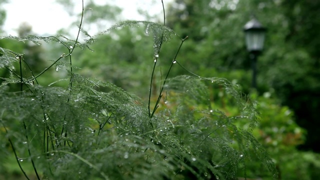 植物视频素材