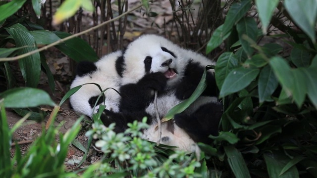 大熊猫视频素材