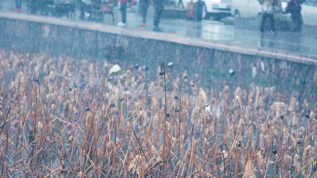 西湖雪景升格视频素材