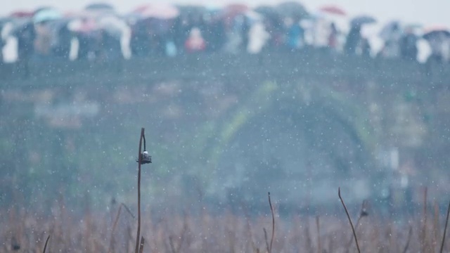 杭州西湖雪景升格视频素材