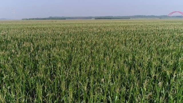 黄河边玉米田地航拍大场景视频素材