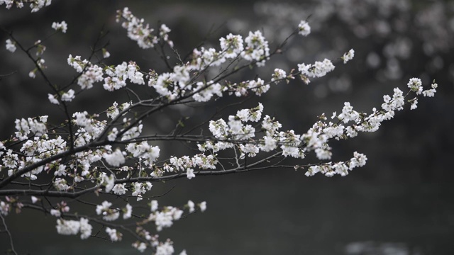 雨中的樱花视频购买