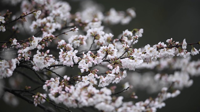 雨中的樱花视频购买