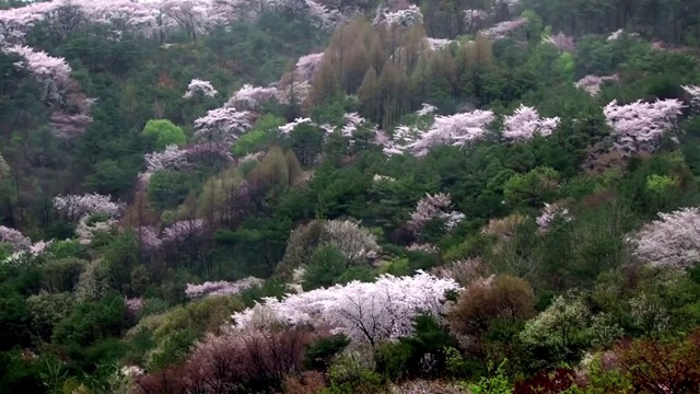 南山春雨视频素材