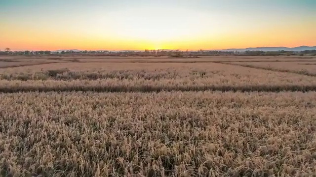 黑龙江稻田航拍视频素材