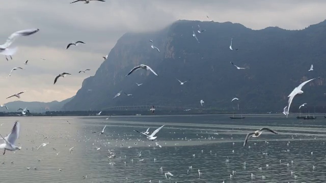 云南昆明滇池海埂大坝薄雾青山绿水海鸥盘旋天空飞行视频素材