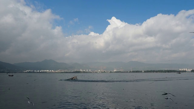 云南昆明滇池海埂大坝蓝天白云一群海鸥环绕在行驶的快艇后面视频下载