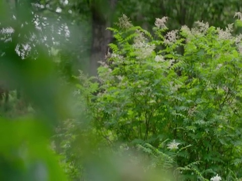 姐弟俩在草地上玩耍视频素材