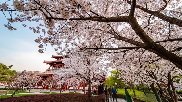 大唐芙蓉园延时风景视频素材