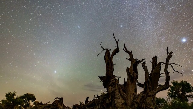 胡杨林星空4k延时视频素材