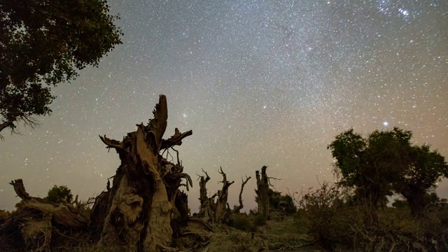 胡杨林星空4k延时视频素材