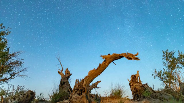 胡杨林星空4k延时视频素材