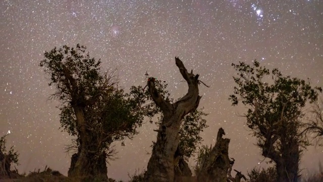 胡杨林星空4k延时视频素材