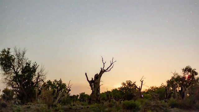 新疆胡杨林星空4k延时视频素材