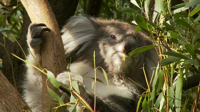 澳大利亚墨尔本，CU Koala (Phascolarctos cinereus)正在树上吃桉树叶视频素材