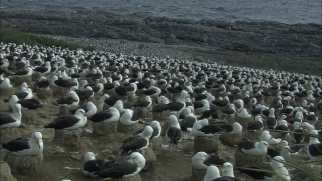 WS PAN黑眉信天翁(thalassarch melanophrys)殖民地/塔尖杰森岛，福克兰群岛视频素材