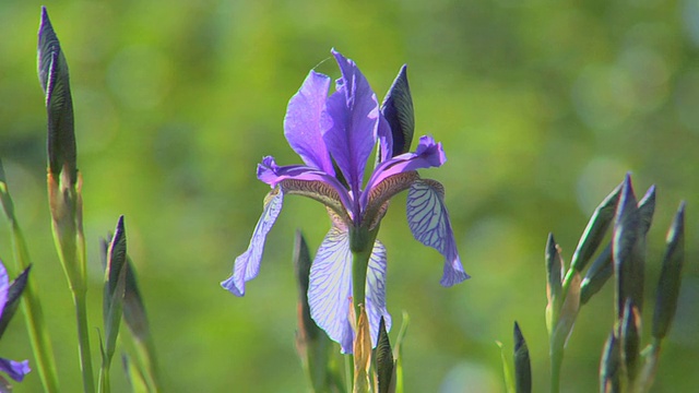 虹膜视频素材