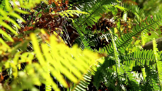 蕨类植物视频素材