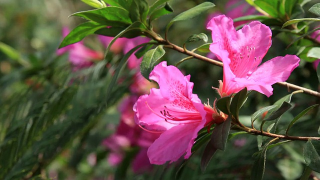 粉红色杜鹃花视频素材