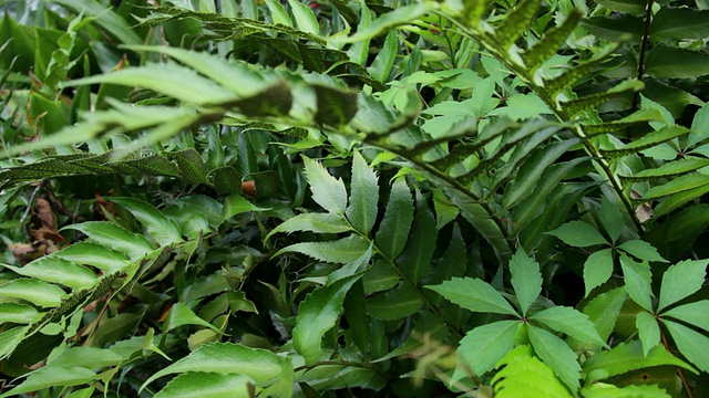 绿色的蕨类植物视频素材