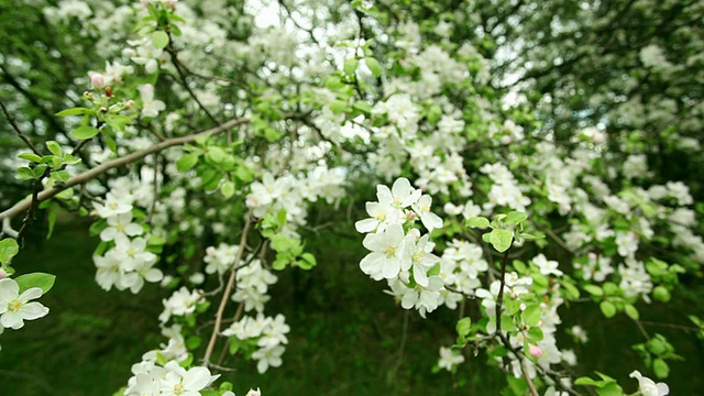 苹果树开花视频素材