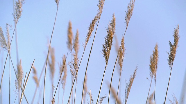 开花里德头视频素材