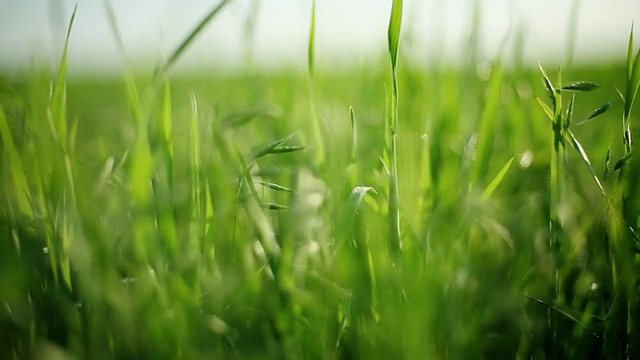 Fresh Grass，右平移视频素材