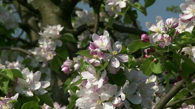 苹果blossoms / Saarburg, Rheinland-Pfalz，德国视频素材