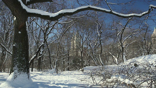 美国纽约，中央公园，被雪覆盖的树木视频素材