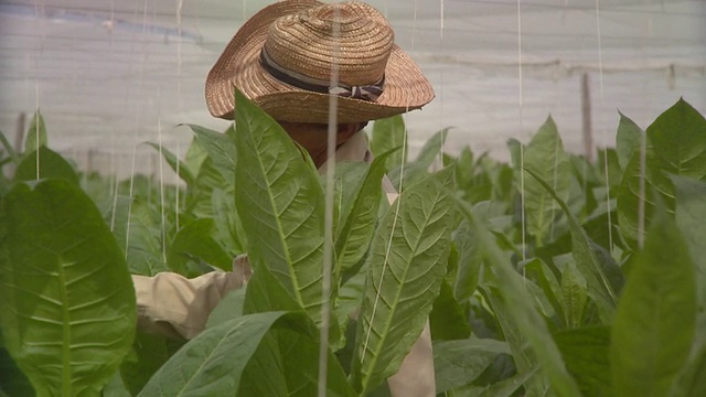 CU TD Man 检查烟草植物 / San Luis, Pinar del Rio, 古巴视频素材