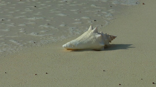 海螺贝壳和波浪(HD)视频素材