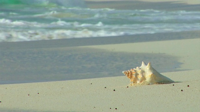 海滩上的海螺壳视频素材