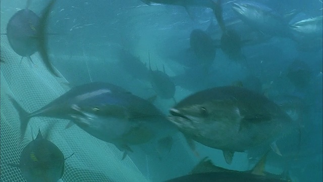 在法属波利尼西亚塔希提岛，一群黄鳍金枪鱼(Thunnus albacares)在法属波利尼西亚塔希提岛的渔网/莫雷亚海面上下来回游动视频素材