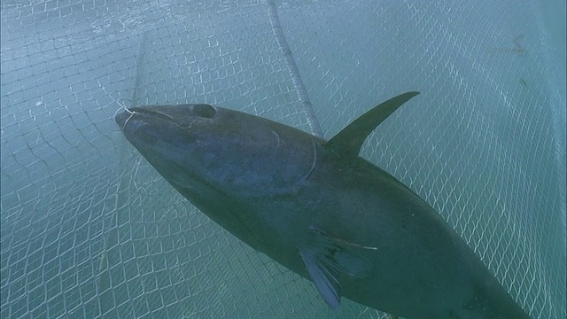 在法属波利尼西亚塔希提岛的莫雷亚，一群黄鳍金枪鱼(Thunnus albacares)在水下网下游泳视频素材