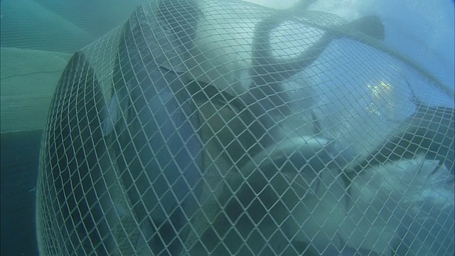 在法属波利尼西亚塔希提岛的莫雷亚，一群黄鳍金枪鱼(Thunnus albacares)在水下网下游泳视频素材