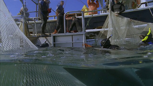 SLO MO MS潜水员在法属波利尼西亚塔希提岛，将黄鳍金枪鱼(Thunnus albacares)运送给船上的人视频素材