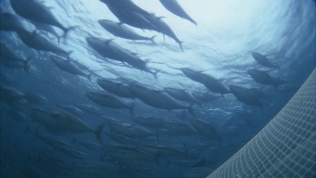 SLO MO MS School of fish swimming underwater, diver in background / Moorea，塔希提，法属波利尼西亚视频素材