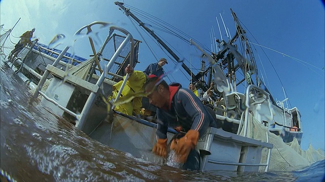 SLO MO MS Men catching fish in water / Moorea，塔希提岛，法属波利尼西亚视频素材