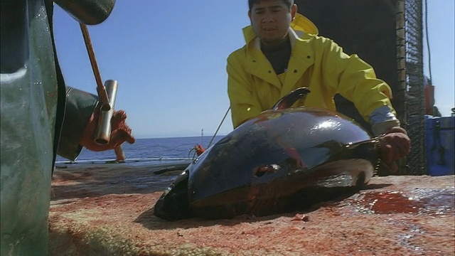 SLO MO CU PAN Man将开瓶器插入鱼头/莫雷亚，塔希提岛，法属波利尼西亚视频素材