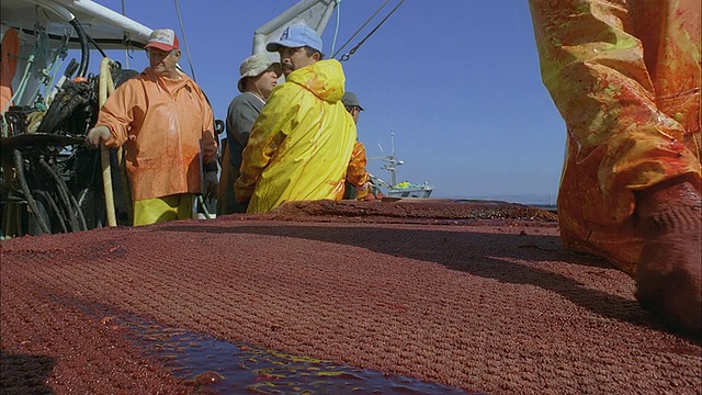 MS SLO MO Man在桌子上刮血/ Moorea，塔希提岛，法属波利尼西亚视频素材