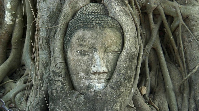 泰国大城府玛哈那寺，一尊长满树根的佛像视频素材