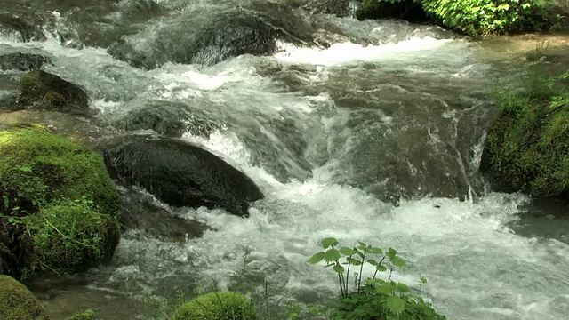 穿过森林的河流视频素材