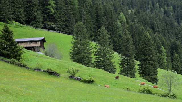 WS奥地利提洛尔景观，牛放牧/ Mayrhofen，齐勒塔尔，奥地利视频素材