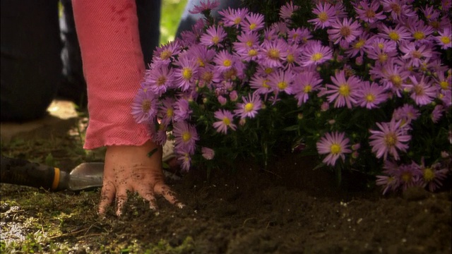 女人把一束花种在花坛里视频素材