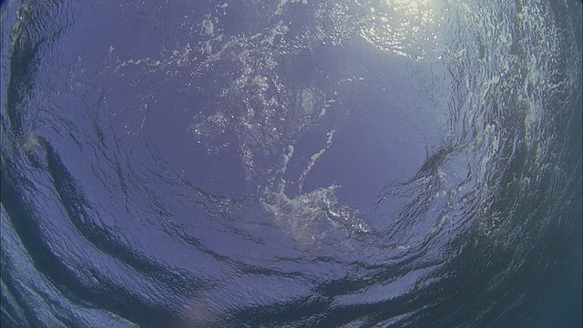 SLO MO WS LA PAN水下拍摄海豚在海里游泳/莫雷亚，塔希提岛，法属波利尼西亚视频素材