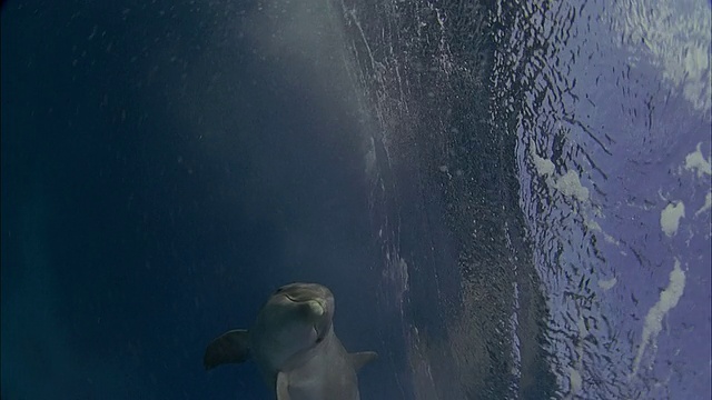 SLO MO WS PAN水下拍摄海豚在海里游泳/莫雷亚，塔希提岛，法属波利尼西亚视频素材